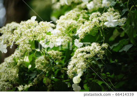 Crane hydrangea 66414339