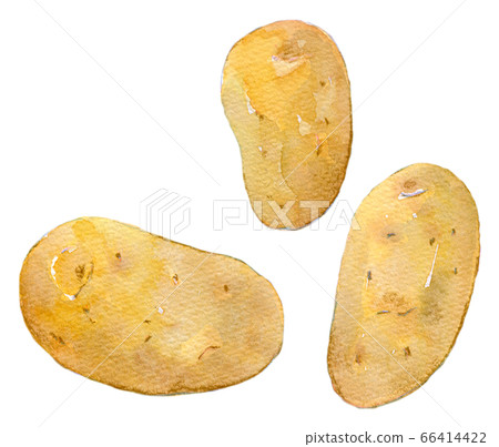 水彩插圖食品馬鈴薯化妝 水彩插圖食品馬鈴薯化妝 66414422
