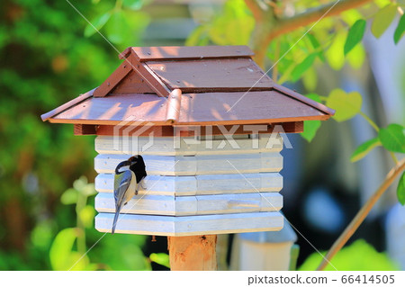 chickadee chickadee 66414505