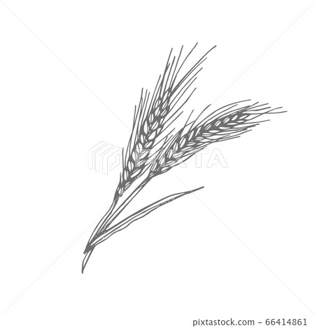 Oats, oat flakes. Graphic illustrations. Agriculture industry organic crop products for oat groats flakes, oatmeal packaging design. Oats, oat flakes. Graphic illustrations. Agriculture industry organic crop products for oat groats flakes, oatmeal packaging design. 66414861