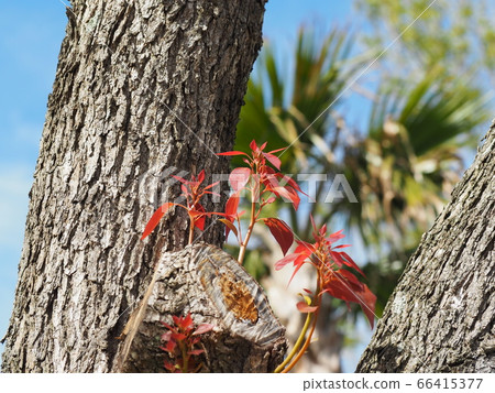 初夏從樹上的紅芽 初夏從樹上的紅芽 66415377