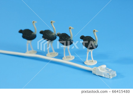 LAN cable and ostrich LAN cable and ostrich 66415480