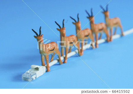 LAN cable and deer LAN cable and deer 66415502