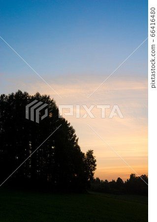 Sunset sky and larch forest Sunset sky and larch forest 66416480