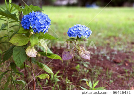 A dignified two-wheeled blue hydrangea 66416481