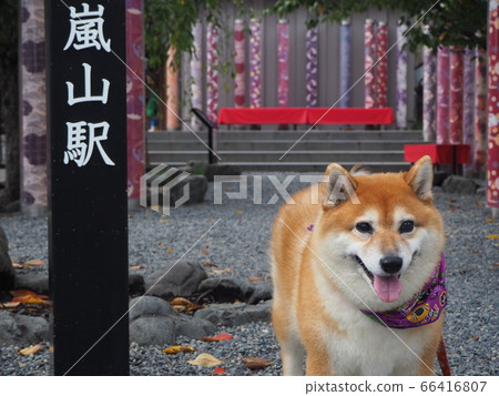 在嵐山和服森林 66416807