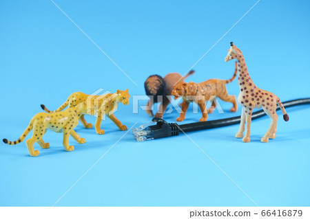 局域網電纜和老虎,獅子,長頸鹿 局域網電纜和老虎,獅子,長頸鹿 66416879