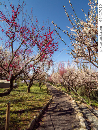 Flower culture garden Bairin Kotatsu 66417010