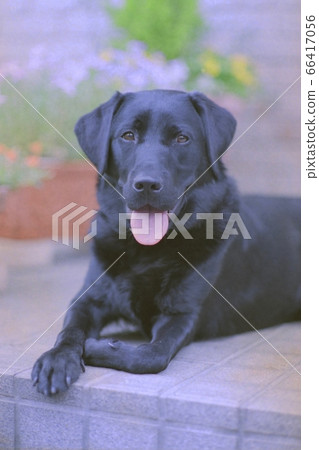 Black love (digitalized from negative film) 66417056