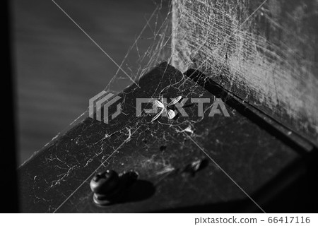 Spider web and small flowers 66417116