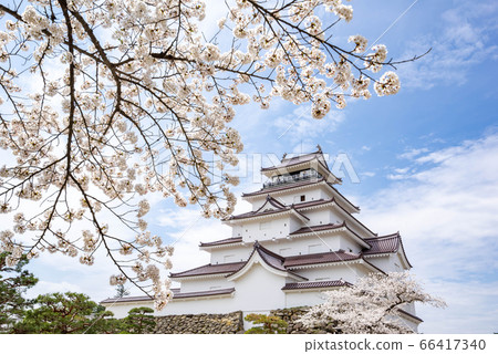 敦賀城堡本丸城堡塔盛開的櫻花春天 66417340