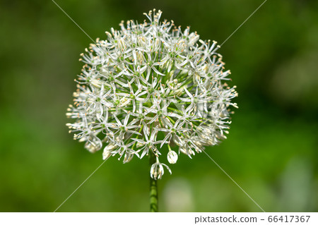Allium white Allium white 66417367