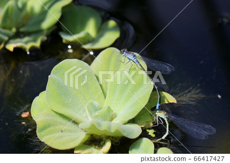 Spawning two damselfly Spawning two damselfly 66417427
