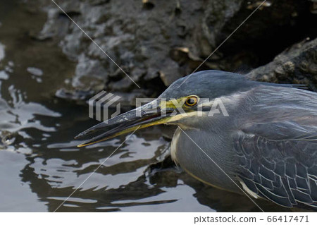 蒼鷺 蒼鷺 66417471