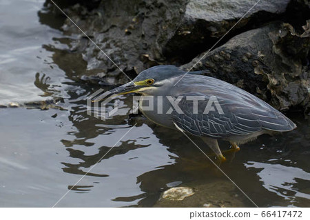 蒼鷺 蒼鷺 66417472