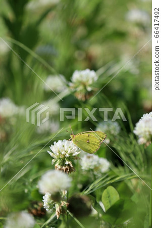 Ginkgo perching on a clover flower 66417492