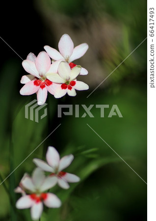 Princess Hinoki Princess Hinoki 66417493