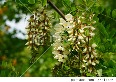 Flower of falseacacia Flower of falseacacia 66417726