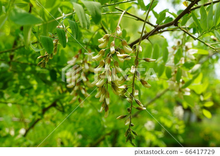 Flower of falseacacia 66417729