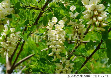 Flower of falseacacia 66417731