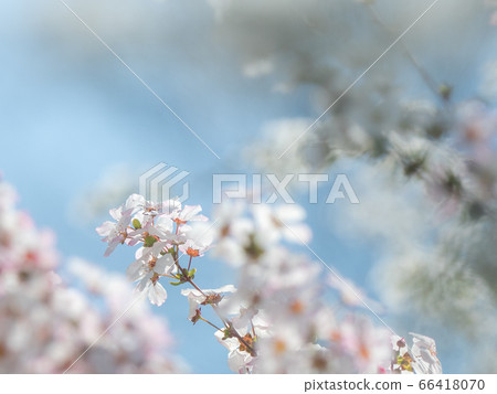 Snow willow in Teragaike Park Snow willow in Teragaike Park 66418070