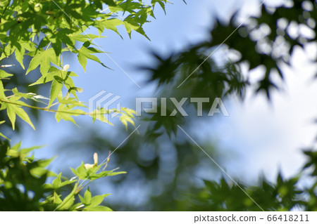 Blue autumn leaves looking up 66418211