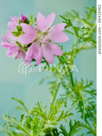 Pink Musk Mallow poster style Pink Musk Mallow poster style 66418462