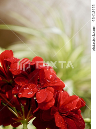 Bright red geranium up after the rain Bright red geranium up after the rain 66418463
