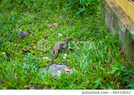Komodo lizard walks on the lawn in the park Komodo lizard walks on the lawn in the park 66418602