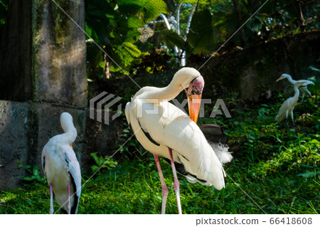 Portrait of milky stork walk along a path in a Portrait of milky stork walk along a path in a 66418608