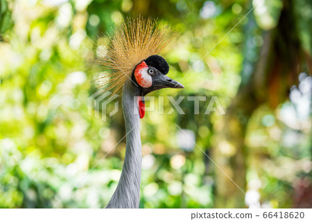 Crowned Crane walks along a path in a green park. 66418620