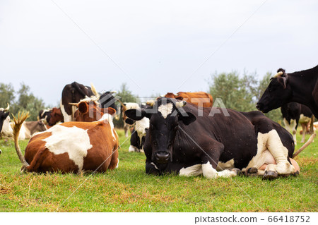 Rural cows graze on a green meadow. Rural life. Rural cows graze on a green meadow. Rural life. 66418752