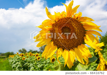 Sunflowers on the field on a bright sunny summer Sunflowers on the field on a bright sunny summer 66418762