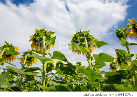 Sunflowers on the field on a bright sunny summer Sunflowers on the field on a bright sunny summer 66418763