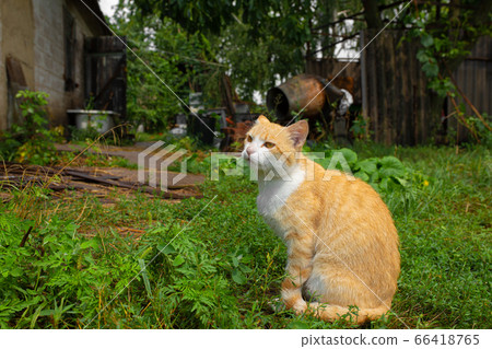 Red cat in the courtyard of the house in the Red cat in the courtyard of the house in the 66418765
