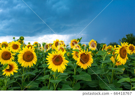 A field of sunflowers before the rain. Black rain A field of sunflowers before the rain. Black rain 66418767
