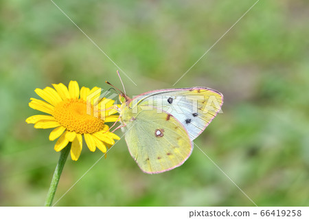 大腸桿菌 66419258