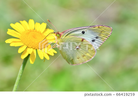 Colias erate 66419259