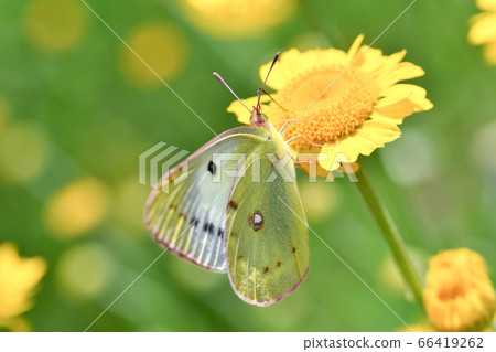 Colias erate 66419262