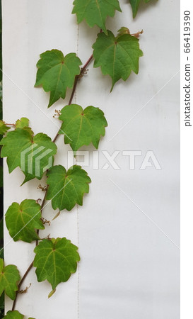 常青藤 常青藤 66419390