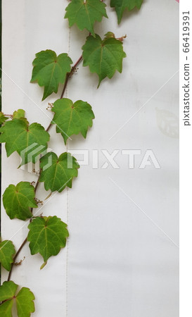 常青藤 常青藤 66419391