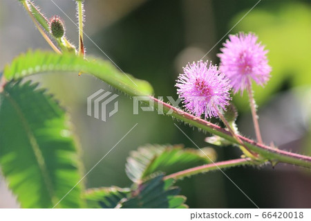 Round pink flowers illuminated by sunlight are 66420018