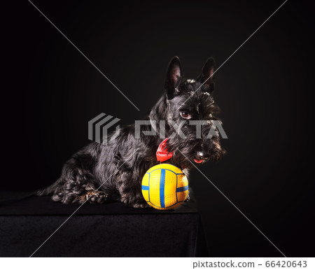 Puppy of Scotch terrier Puppy of Scotch terrier 66420643