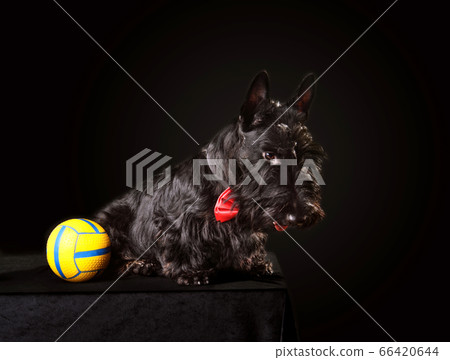 Black Scotch terrier puppy 66420644