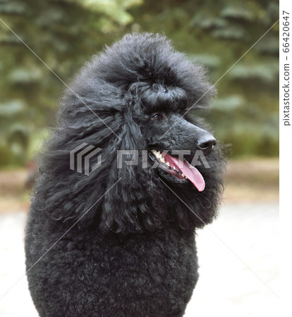 Portrait of black poodle 66420647