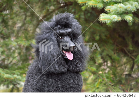 Royal black poodle 66420648