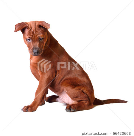 Thai Ridgeback puppy 66420668