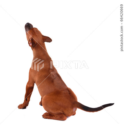 Cute sitting puppy 66420669