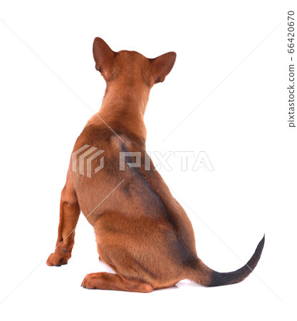 Cute puppy 66420670
