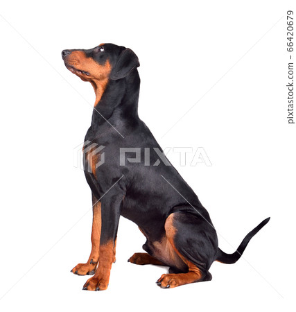 Tan-and-black German Pinscher Tan-and-black German Pinscher 66420679
